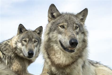 Image result for Human Wolves 1914