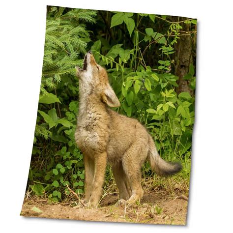 +Dogs Howling Cyotes 的图像结果