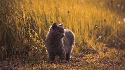 Download wallpaper 1920x1080 russian blues, cat, gray, pet, grass full ...