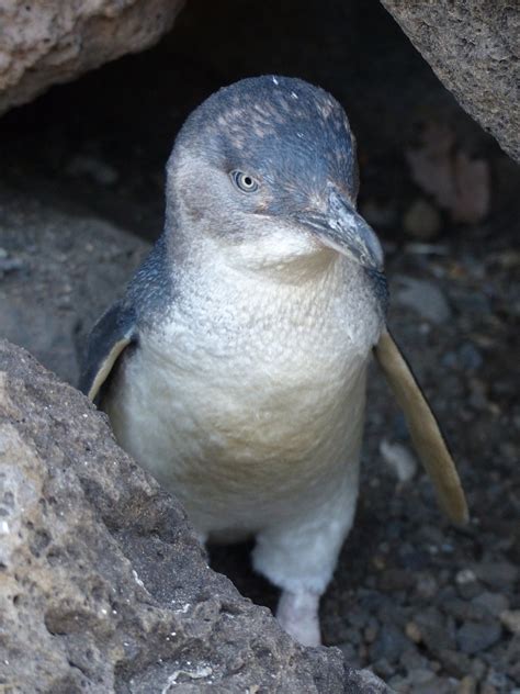 https://media.australian.museum/media/dd/thumbnails/images/Australian_Little_Penguin_Eudyptula_minor_ssp.width-1200.7184eea.jpg