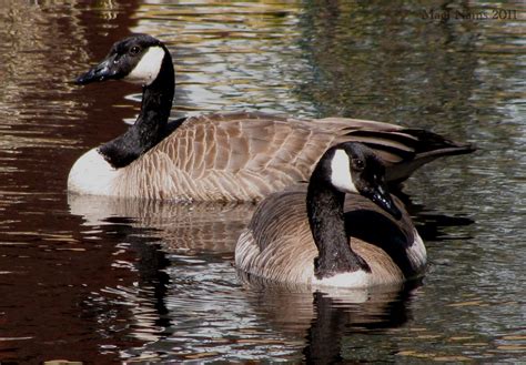 Canadian Birds: Canada Goose