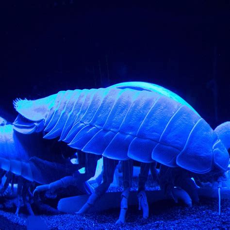 SURUGAWAN DEEP SEA FISH MUSEUM (2025) All You Need to Know BEFORE You ...