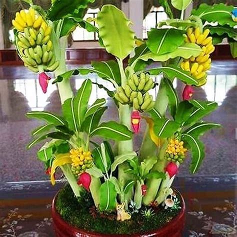 See related image detail. Identifying The Type Of Banana Tree You Have