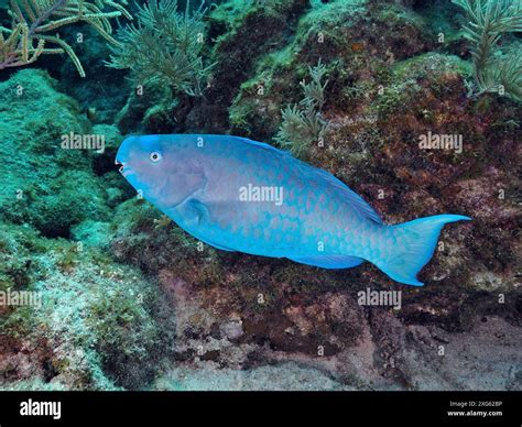 Bright blue parrotfish (Scarus coeruleus) swimming near corals and ...