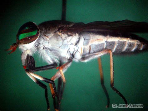 Insectos del Ecuador