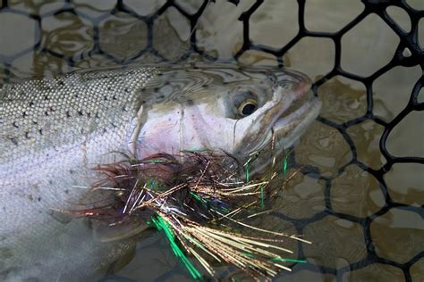 STEELHEAD ALLEY OUTFITTERS (2025) All You Need to Know BEFORE You Go ...