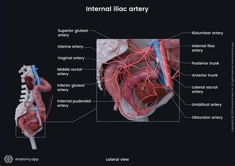 Internal iliac artery | Anatomy.app