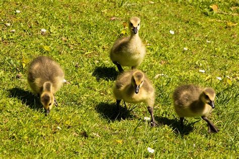Goslings Chick Canada Geese - Free photo on Pixabay