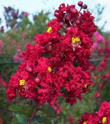 NEW DEBNATH NURSERY` Lagerstroemia,Red Furush Flower Live Plant,Very ...