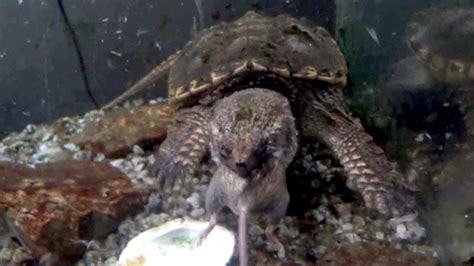 Image result for Alligator Snapping Turtle Location