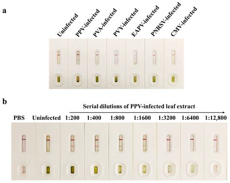 Development of Dot-ELISA and Colloidal Gold Immunochromatographic Strip ...