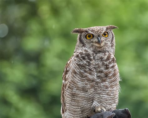 Owls In Oregon: 15 Species You May Want To Look For