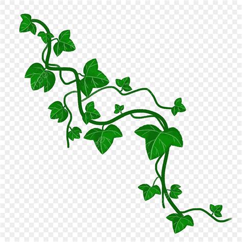 Vine Ivy PNG, Vector, PSD, and Clipart With Transparent Background for ...