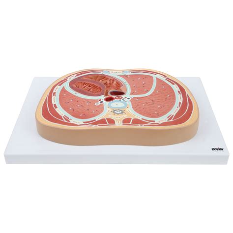 Buy Axis Scientific Anatomy Model of Abdominal Cross Section at T6 ...