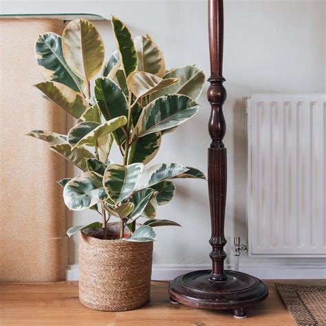 Rubber Plant Tineke XL – Inntinn.in