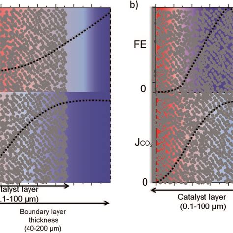 Image result for Electroconcentration Gradient