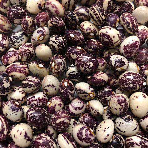 Purple White Stallard Seeds for Planting heirloom & Non-GMO Seeds ...