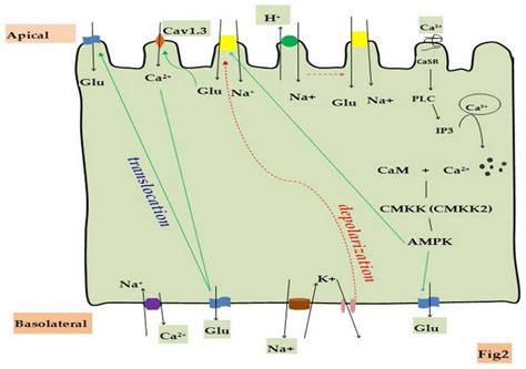 Regulation of Intestinal Glucose Absorption by Ion Channels and ...