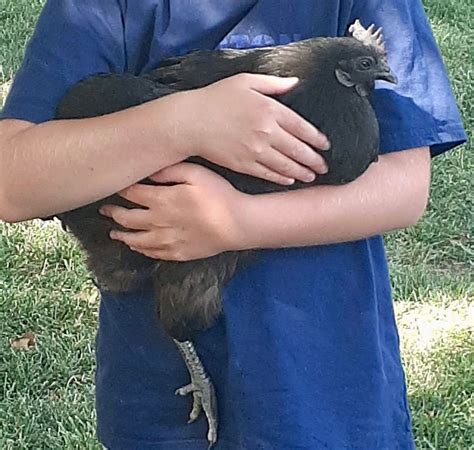 The Basics of Raising Backyard Birds in the Suburbs, Burlington County ...