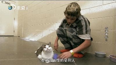 6旬阿姨喂养流浪猫,众人赞称大救星_正能量-梨视频官网-Pear Video