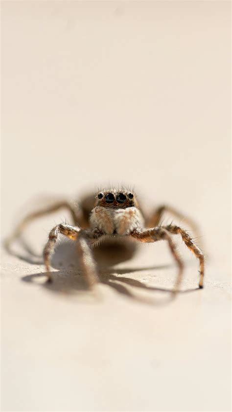 Orange and Black Spider · Free Stock Photo