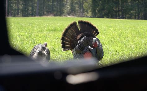 Turkey Hunting Tips 的图像结果