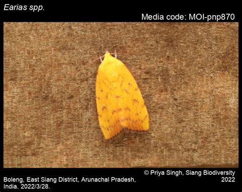 Earias spp. Hübner, [1825] - | Moths