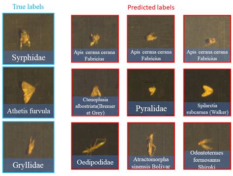 Leveraging Hyperspectral Images for Accurate Insect Classification with ...