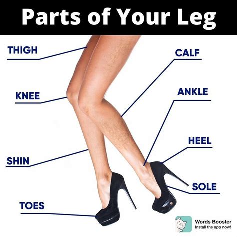 Pin by alexandra garcia on Human body | Leg anatomy, Words, Human body