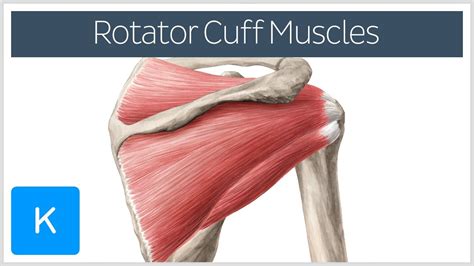 Image result for Subscapularis Muscle Function