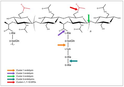 Prophage-Derived Regions in Curtobacterium Genomes: Good Things, Small ...