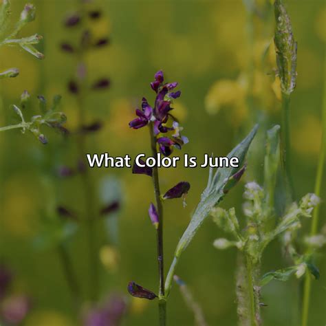 What Are Some June Colors at Eileen Perry blog