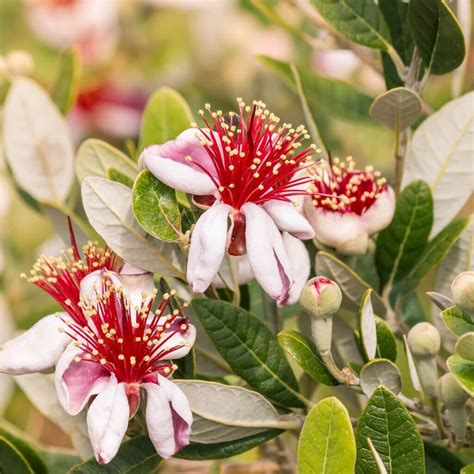 Feijoa sellowiana - Pineapple Guava | Western Star Nurseries