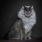 16 Maine Coon Cats That Look Like Majestic Mythical Creatures - Meowingtons