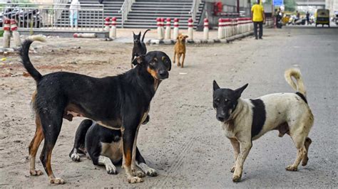 "I Will Look Into This": Chief Justice On Supreme Court Order On Stray Dogs