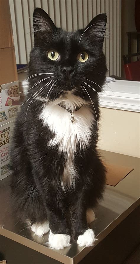 Fayette Humane Society in Fayetteville, GA