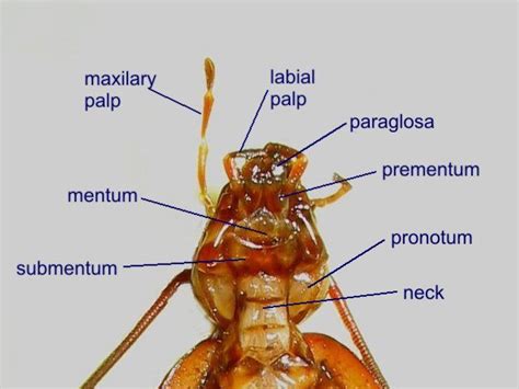 Cockroach Dissection Diagram 的图像结果
