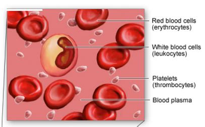 Image result for Blood Cells Structure and Function