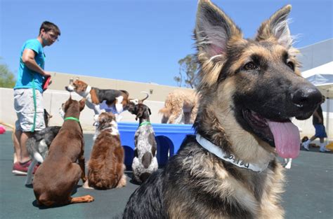 Doggie Daycare Voted Best in Orange County | Wags & Wiggles