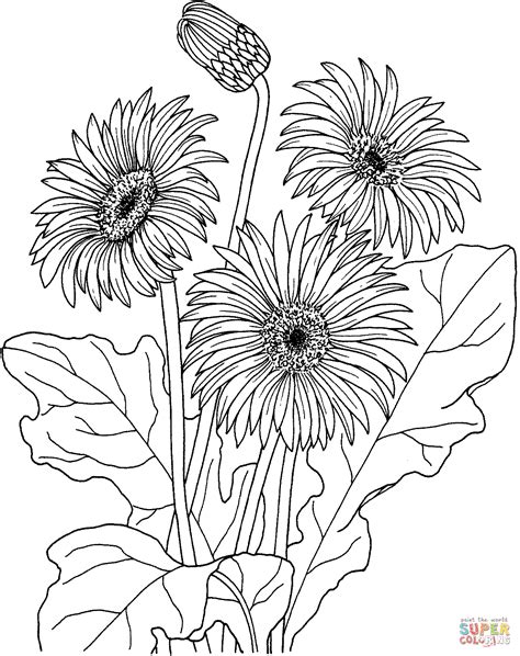Daisy Coloring Pages Printable