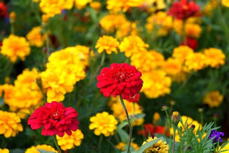 五颜六色的百日菊特容易生长，春暖后撒点种子就能开花