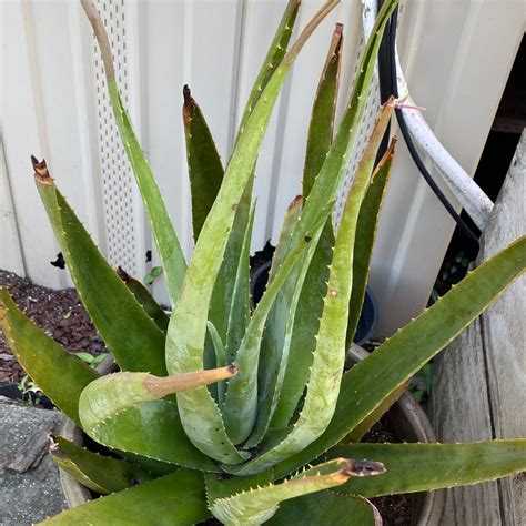 💧 Why Are My Aloe Vera Leaves Curling?