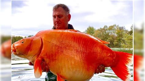 ਬ੍ਰਿਟੇਨ ਦੇ ਸ਼ਖਸ ਨੇ ਫੜੀ 30 ਕਿਲੋ ਦੀ ਗੋਲਡ ਫਿਸ਼, ਟੁੱਟ ਸਕਦੈ ਵਿਸ਼ਵ ਰਿਕਾਰਡ ...