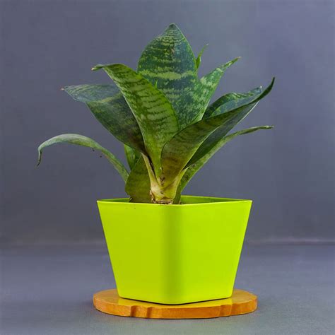 Send Snake Plant with Teddy Bear Combo for Promise Day Online - VL23 ...
