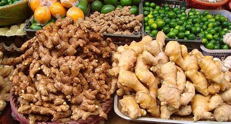 New plant species discovered in Andaman and Nicobar Islands - India Today