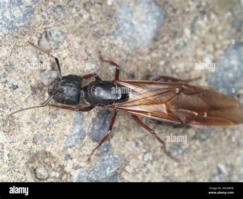Queen ants wings hi-res stock photography and images - Alamy