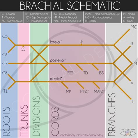 Mnemonics For Brachial Plexus