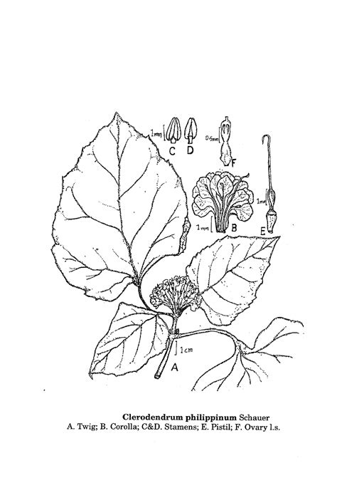 Herbarium JCB