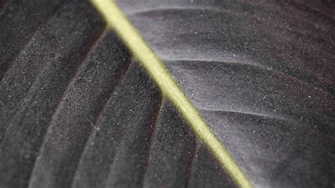 Wallpaper leaf, macro, veins, stripes, lines hd, picture, image