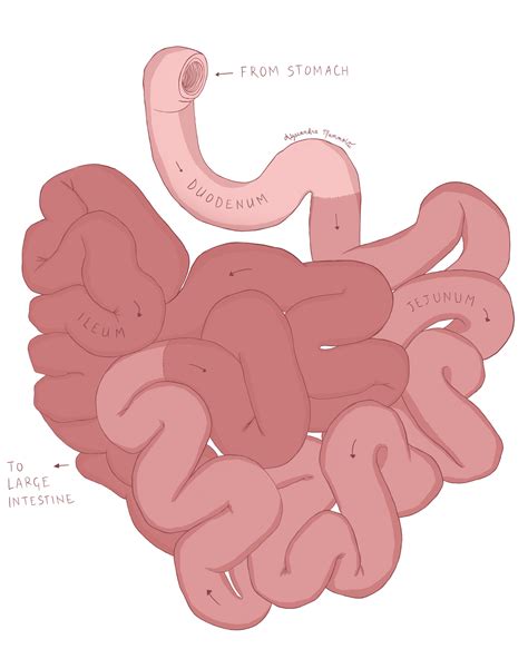 Image result for Intestinal Jejunum